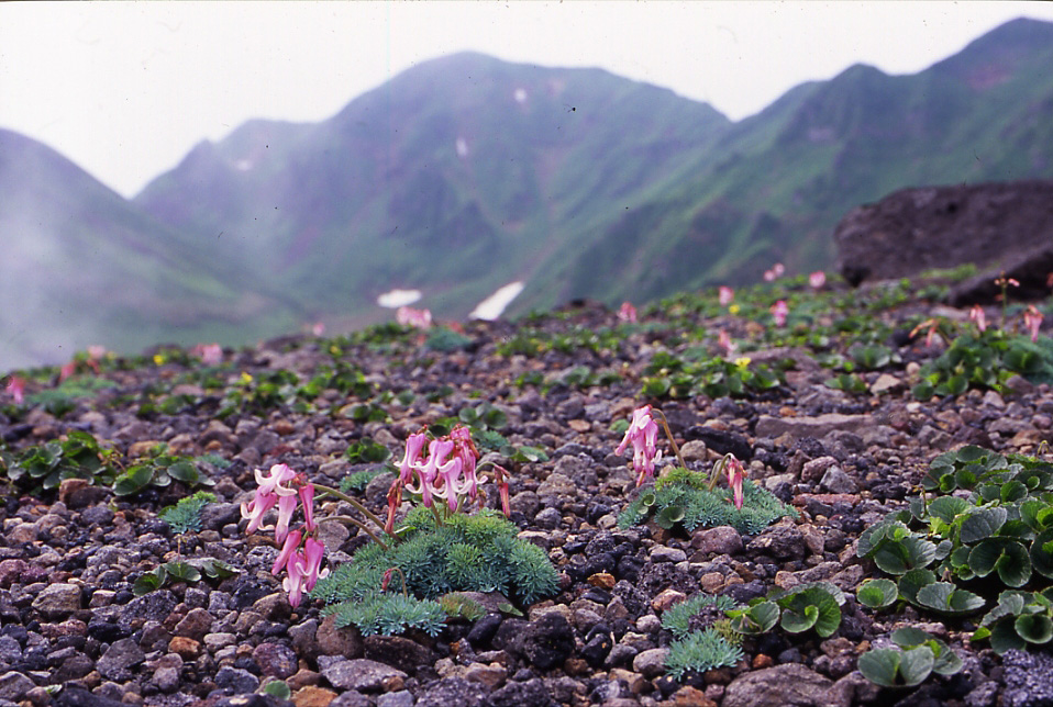 「花の山」にはどんな高山植物が咲いているのか